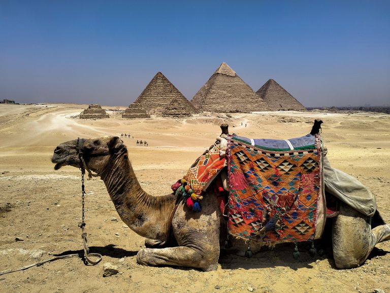 A camel with colorful saddle rests in front of the iconic Pyramids of Giza under a clear blue sky.